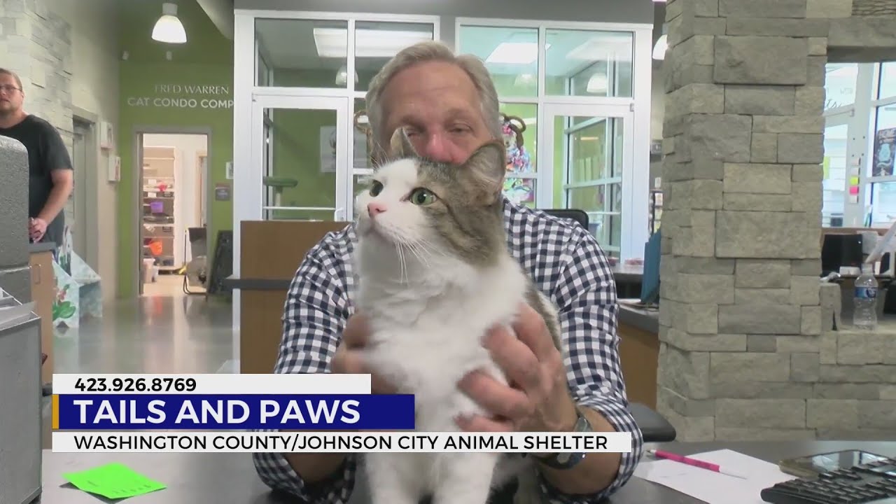 Pets up for adoption for the start of November