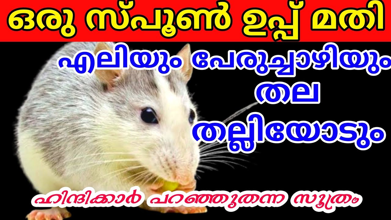 ഈ വിദ്യ ഒന്ന് ചെയ്‌ത്‌ നോക്കൂ ഒരൊറ്റ ശല്യ ജീവികൾ വീടിൻ്റെ പരിസരത്തു വരില്ല | Salt hacks at home|Tips