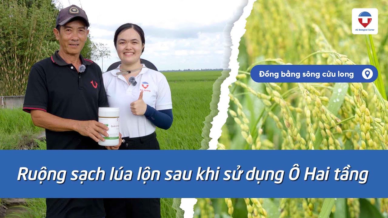 Nông Dân Chia Sẻ Hiệu Quả Sau Khi Sử Dụng Ô Hai Tầng | Xử Lý Lúa Lộn, Lúa Ma, Lúa Cơi