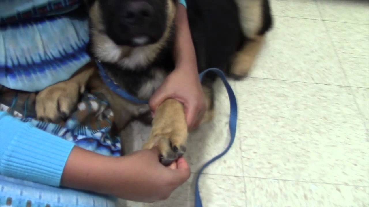 Puppy Training 101-Puppy Foot Pads Massage