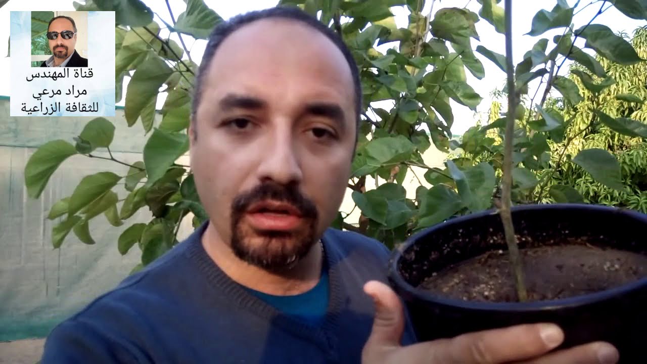 شجر توت   انواعه  وطرق زراعته Mulberry tree  حلقة 145