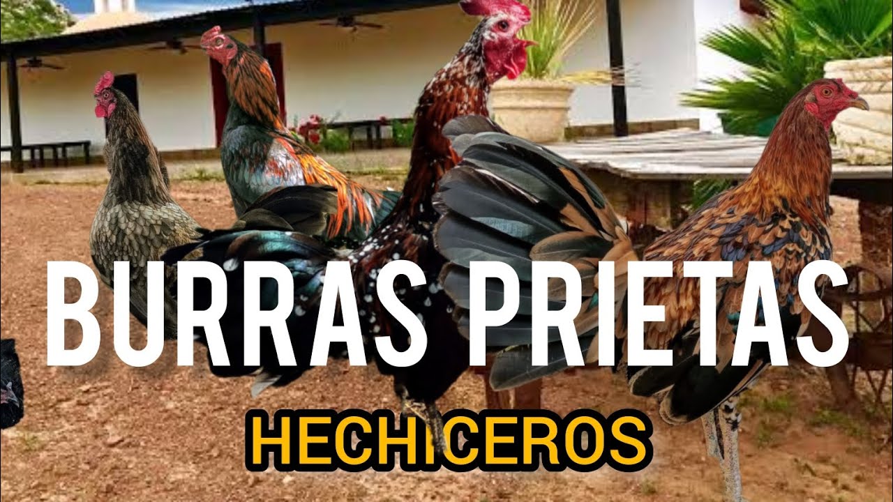 Rancho Burras Prietas I, Sabanilla, Guanajuato, México