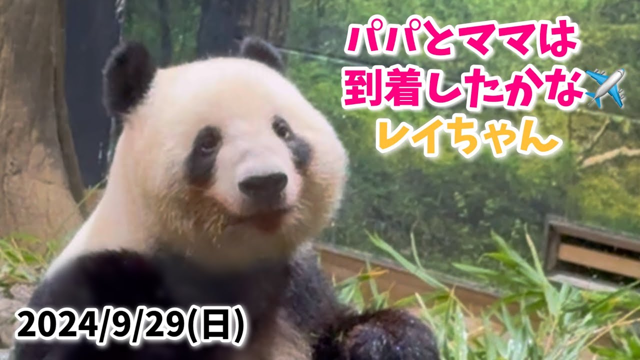 【可愛いもぐもぐ🌿レイちゃん🐼】〜2024/9/29(日)上野動物園〜