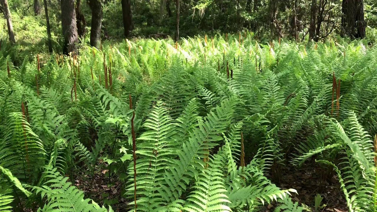 Cinnamon Fern