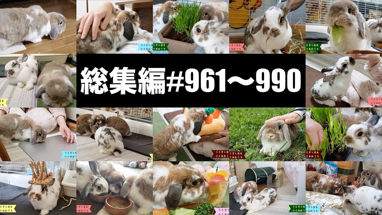 【総集編35】3匹仲良くなってるね〜