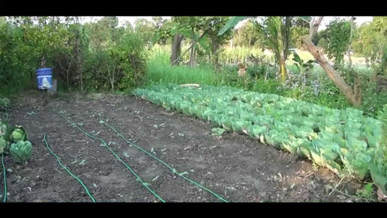 Drip Irrigation