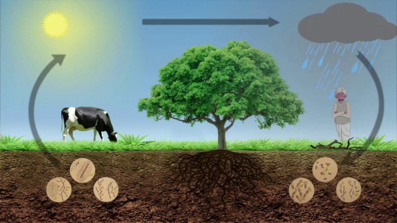 Soil Health Management in Sugarcane Farming