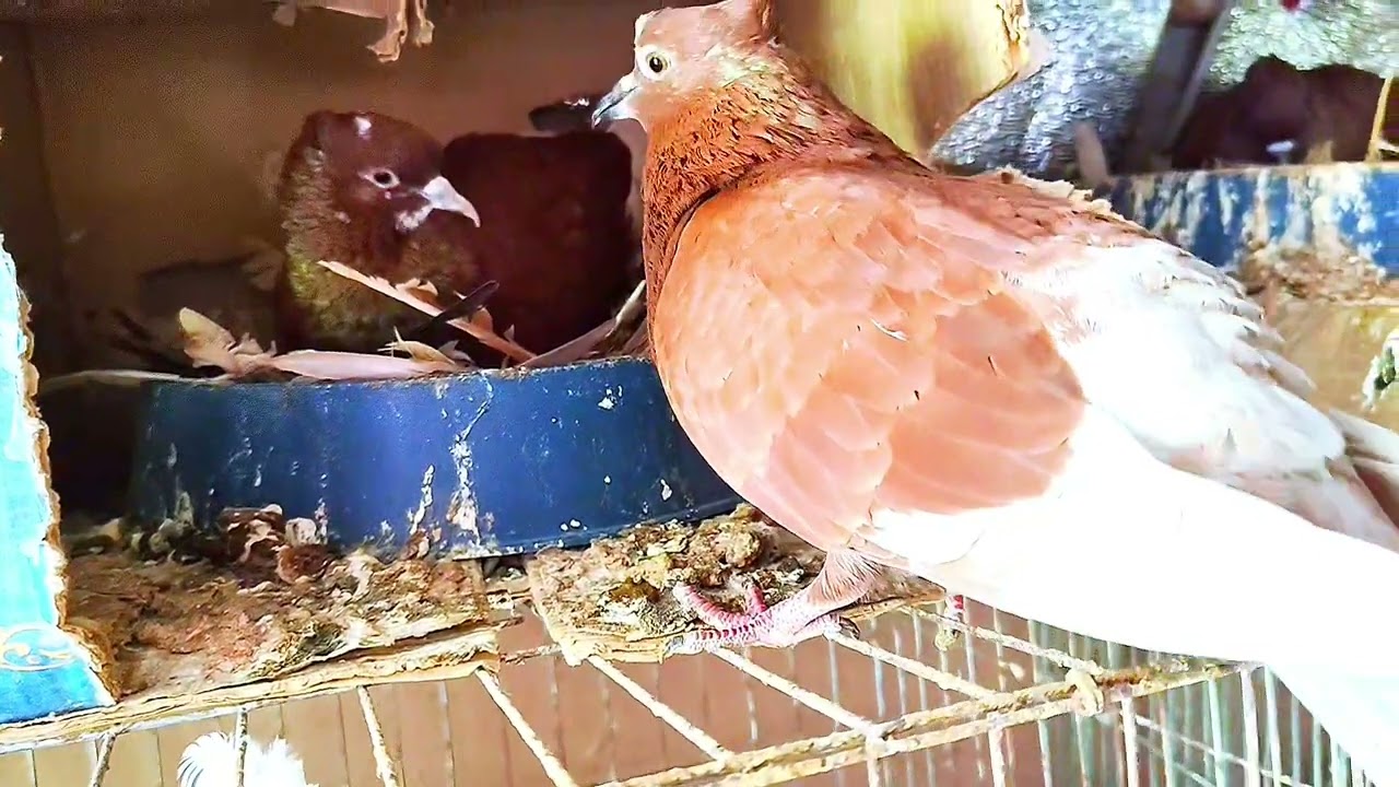 বাশিরাজ কোকা. ….......