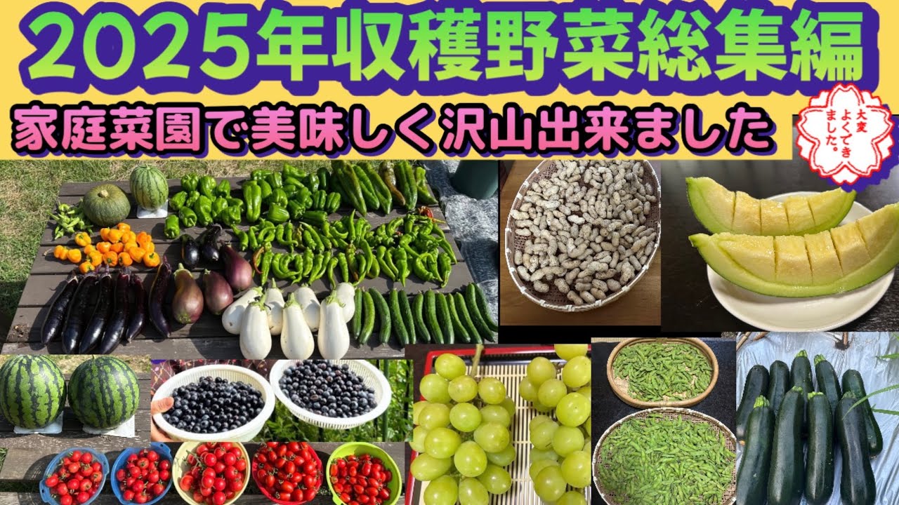 【今年の野菜収穫通信簿】移住6年目の畑で育てた野菜はこんなに凄かった