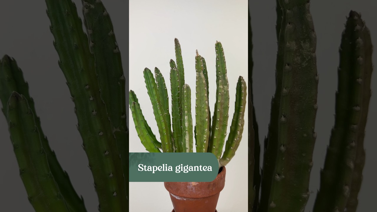 Care tips for Stapelia gigantea, the Starfish Cactus 🌵 