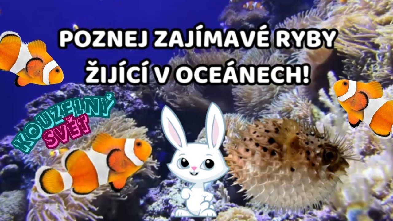 Poznej zajímavé ryby z oceánu! | Edukační videa pro děti | Kouzelný svět | Naučné video pro děti |
