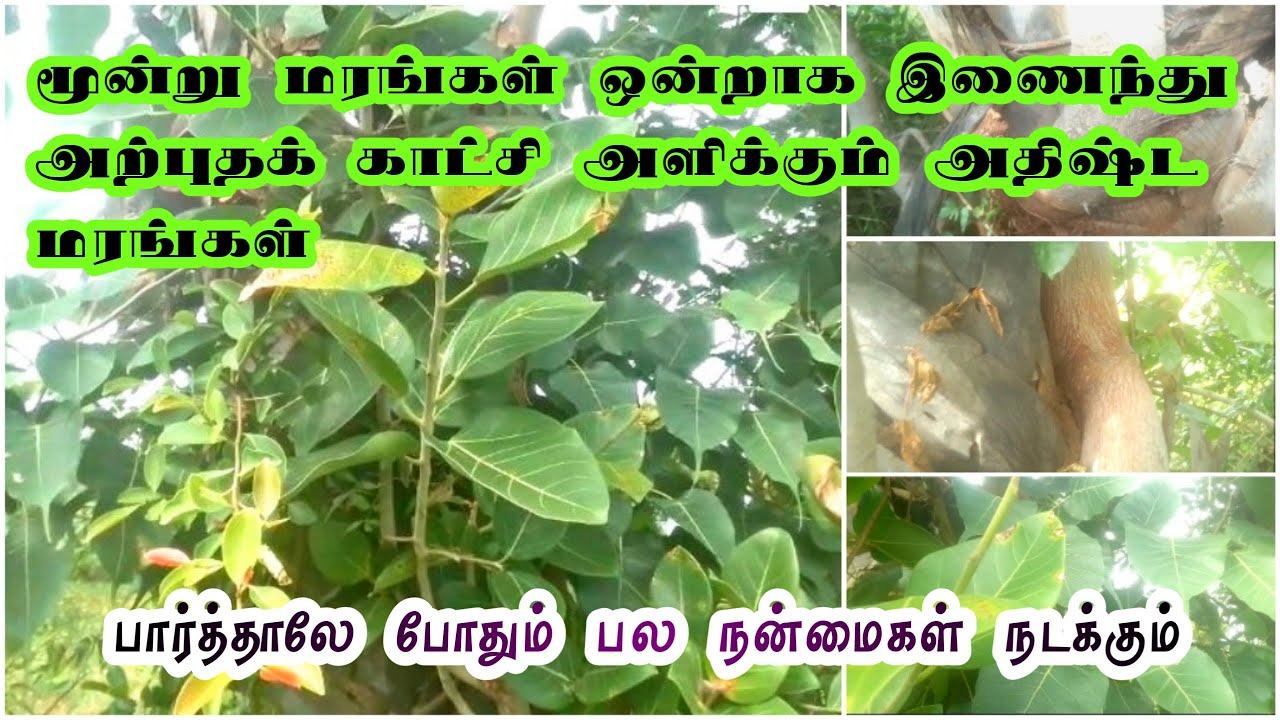 Arasamaram Benefits  | Peepal Tree | Alamaram | Banyan Tree