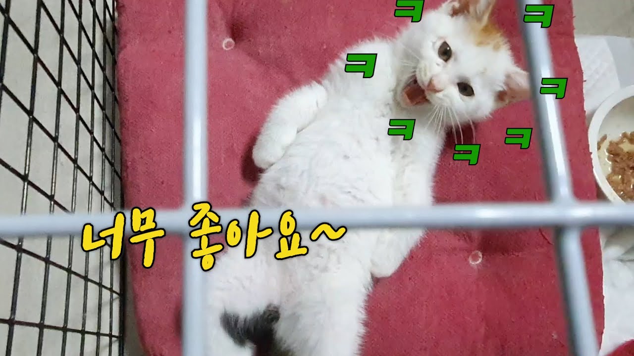 지금까지 이런 구조된 새끼고양이는 없었다