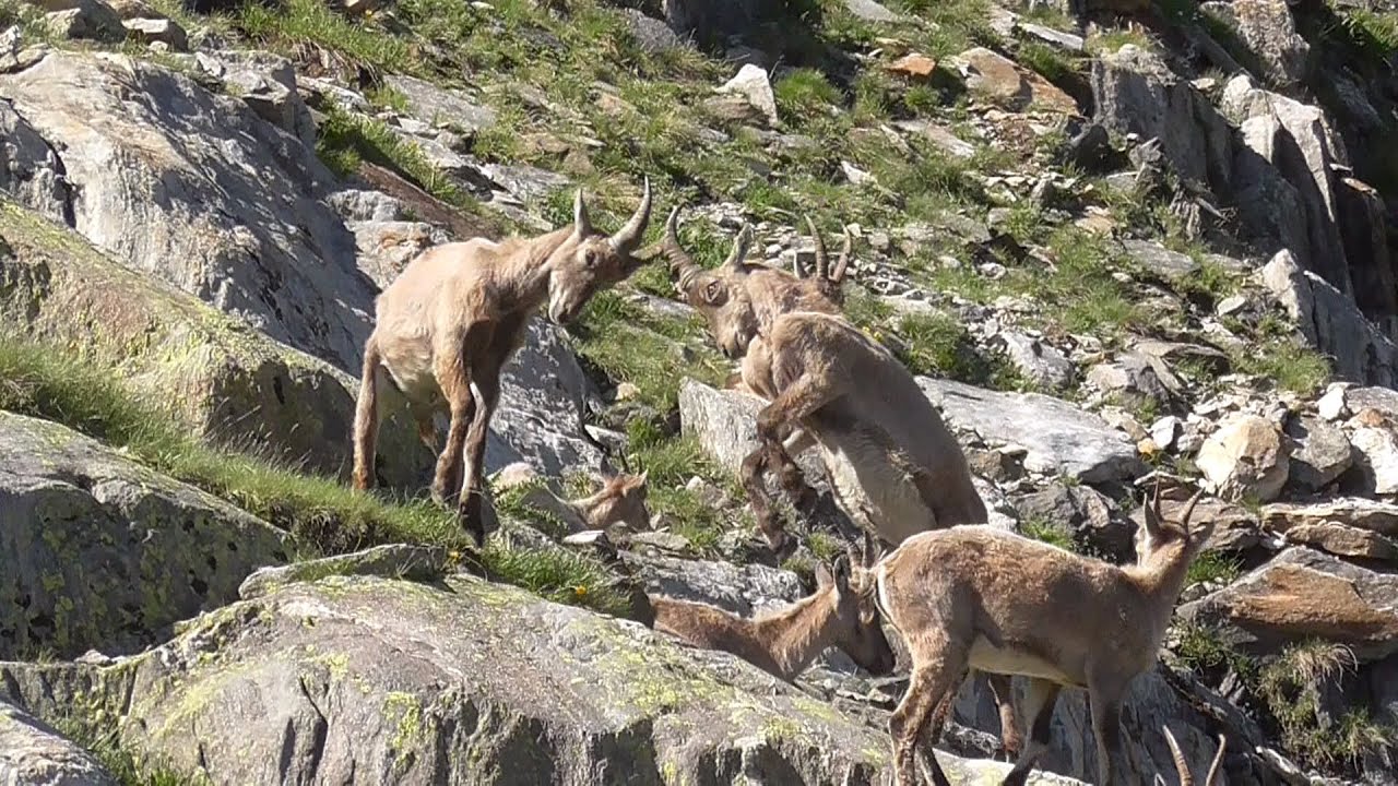Junge Steinböcke kämpfen   -  Young Capricorns fighting