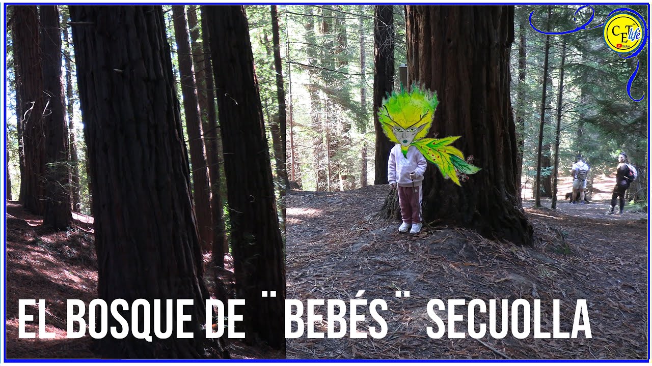 EL BOSQUE DE LAS SECUOLLAS ¨BEBÉ¨ en Cabezón de la sal Cantabria