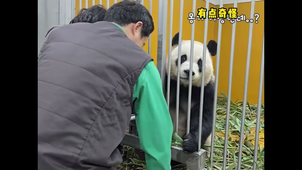 辉宝采血采到一半想走了宋爷爷赶紧上小零食和夸夸模式#大熊猫 #大熊猫辉宝 #宋爷爷 #来这里吸熊猫