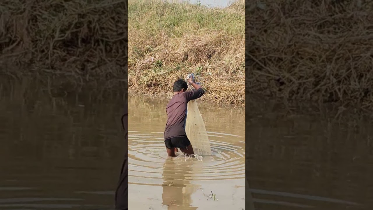 हम logo ka gau mein मछ्ली कैसे मरते हैं देखिए 2026#viral वीडियो 