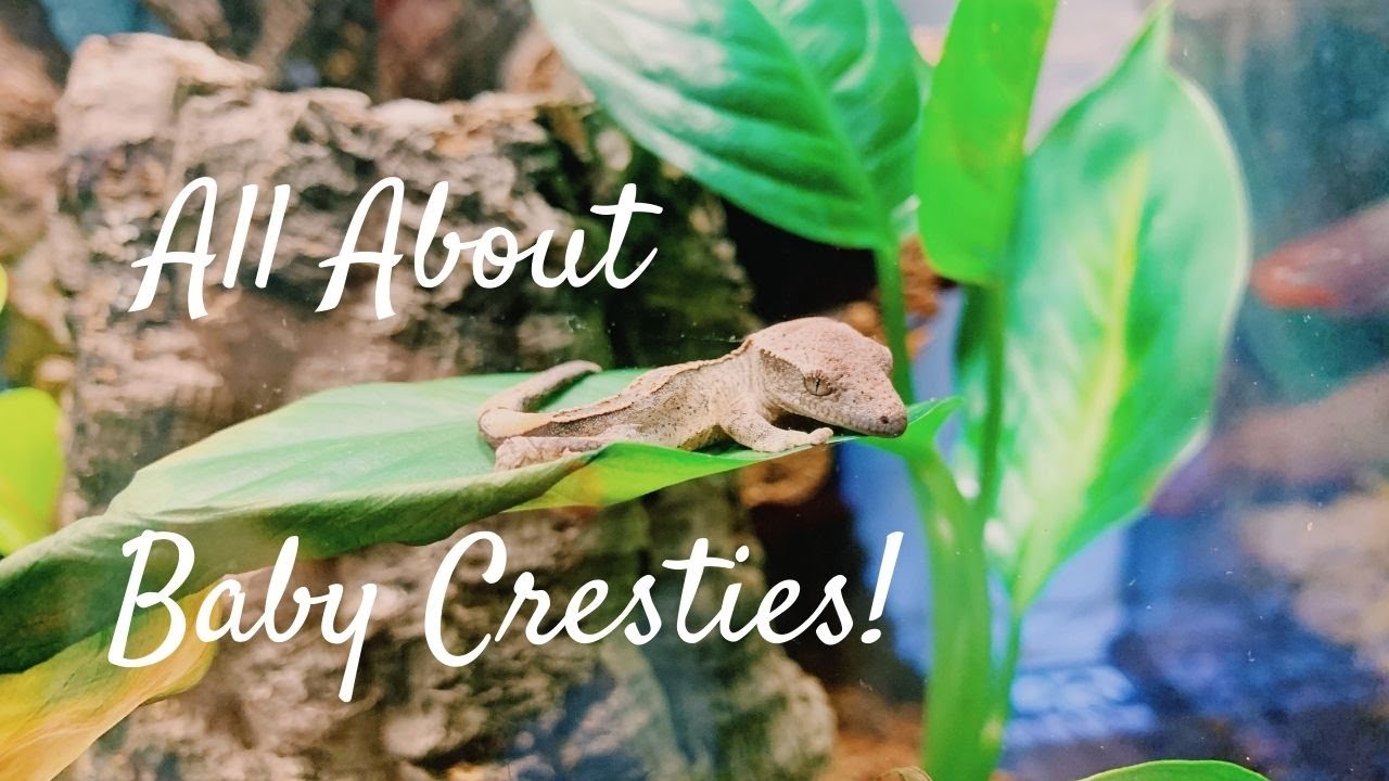 Juvenile Crested Gecko Care! My adult crestie had 4 surprise babies!!