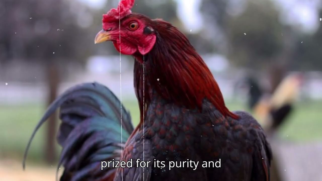 10 Most Expensive Gamefowl Bloodlines in the World (Rare & Elite Genetics)