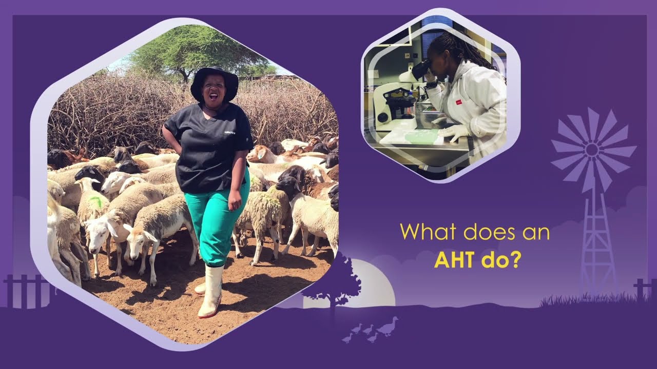SAVC: A day in the life of a Animal Health Technician