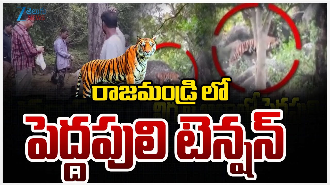 Tiger Tension In East Godavari District | రాజమండ్రి లో పెద్దపులి టెన్షన్  | ZEE Telugu News