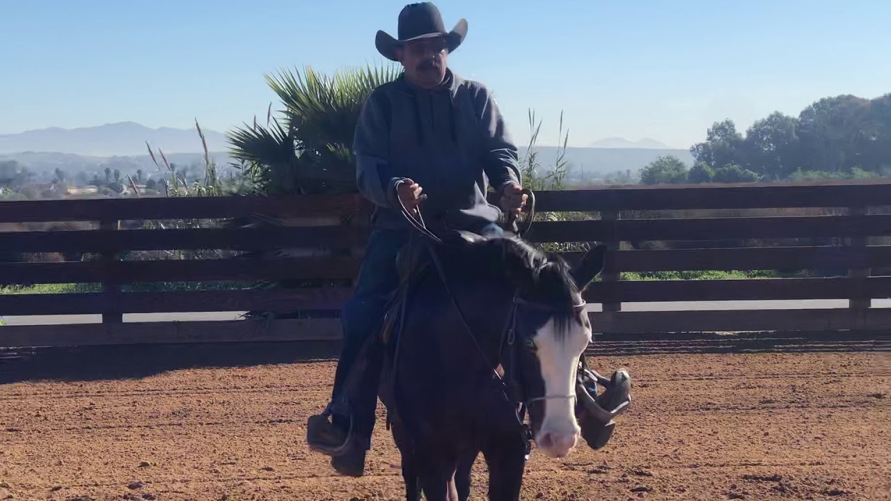 HACIENDO al CABALLO UN ATLETA no un animal de trabajo