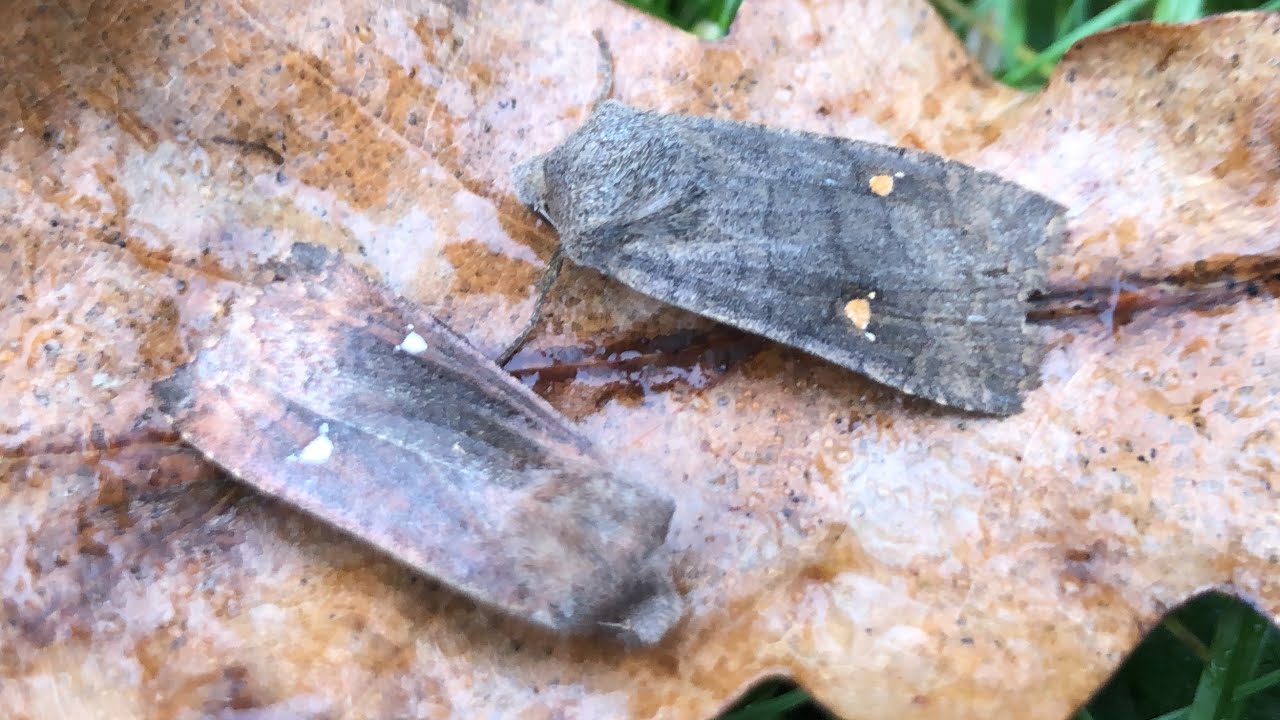 Moth trap February 25th 2026