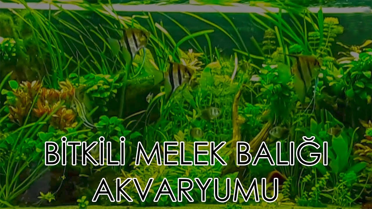 Sağlıklı Bir Bitkili Tatlısu Akvaryumu By Rolf Gungl