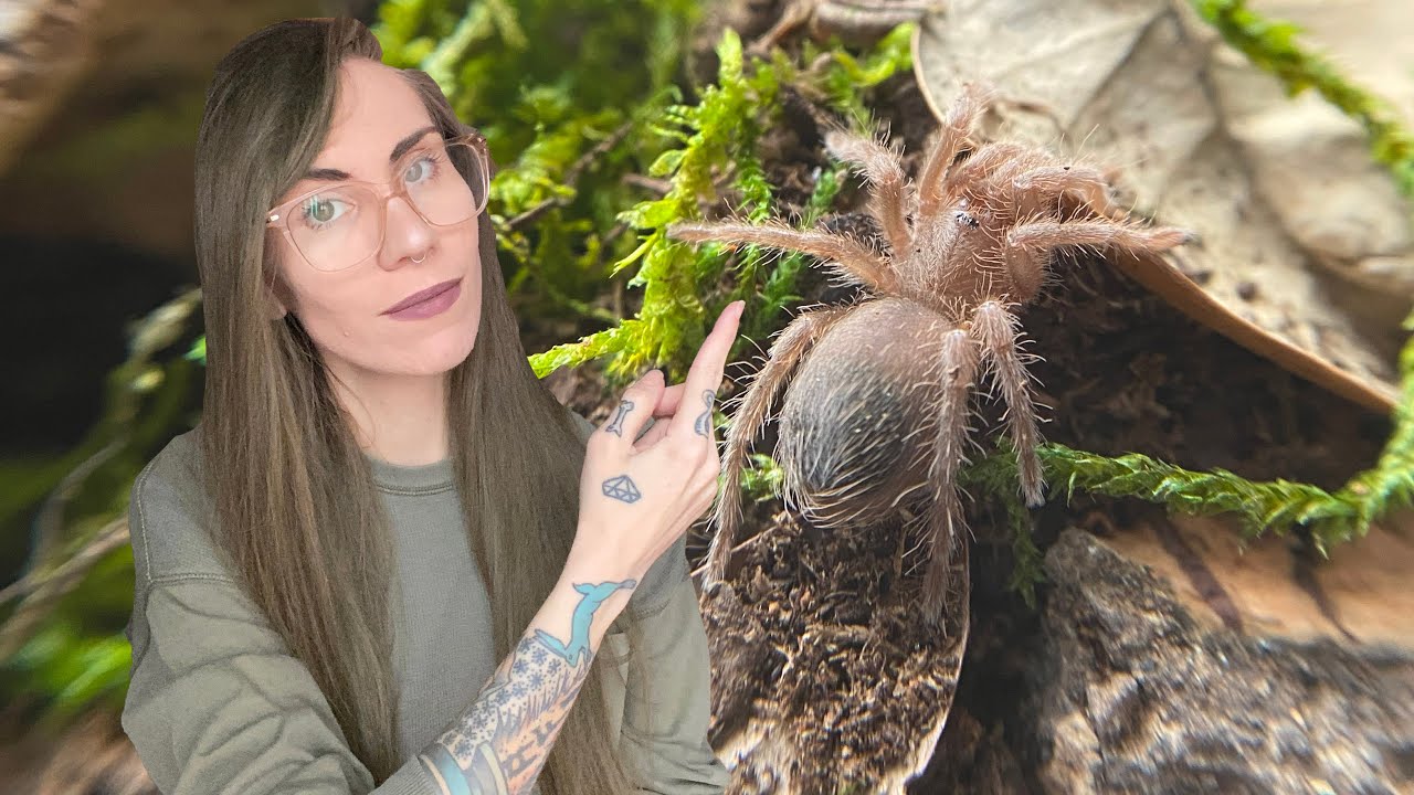 making MINI BIOACTIVE TARANTULA ENCLOSURES! (rehousing all 4 E campestratus)