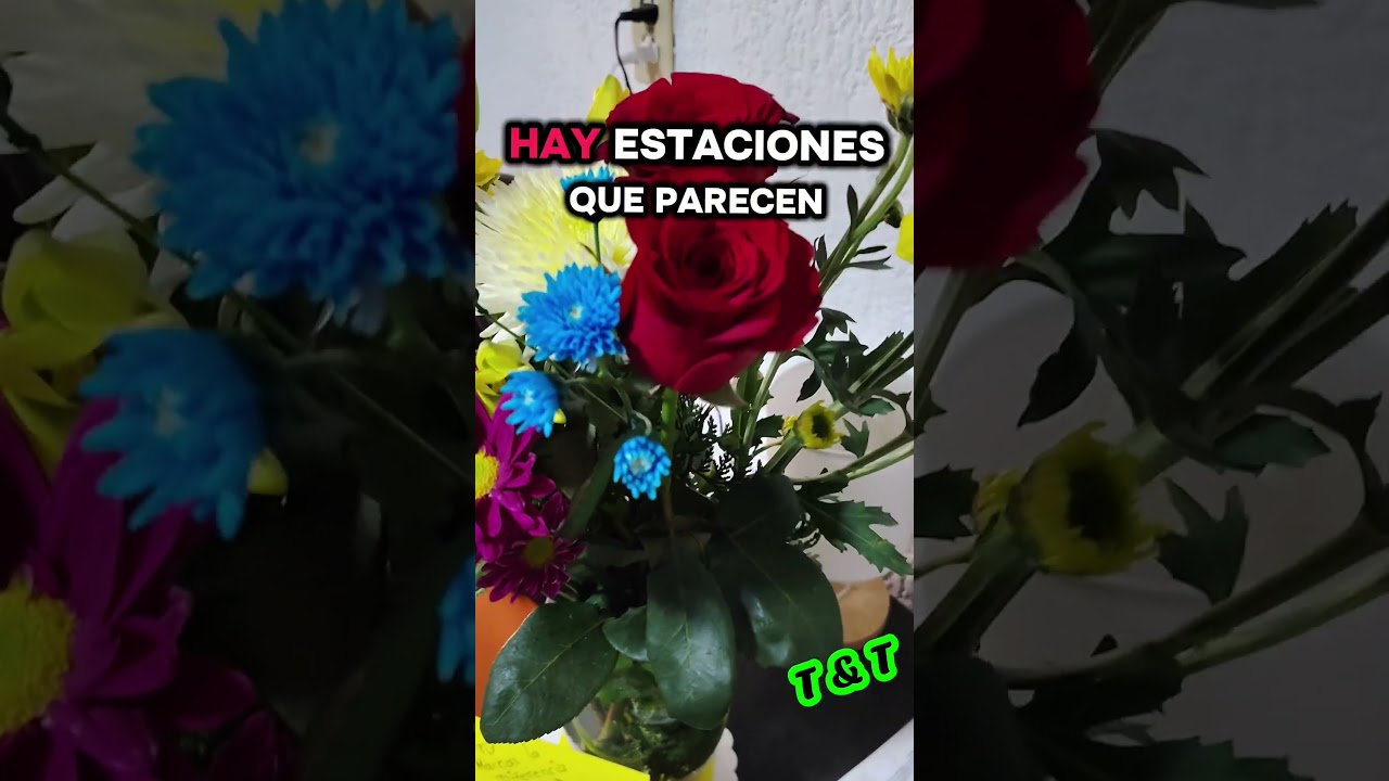 #pazinterior