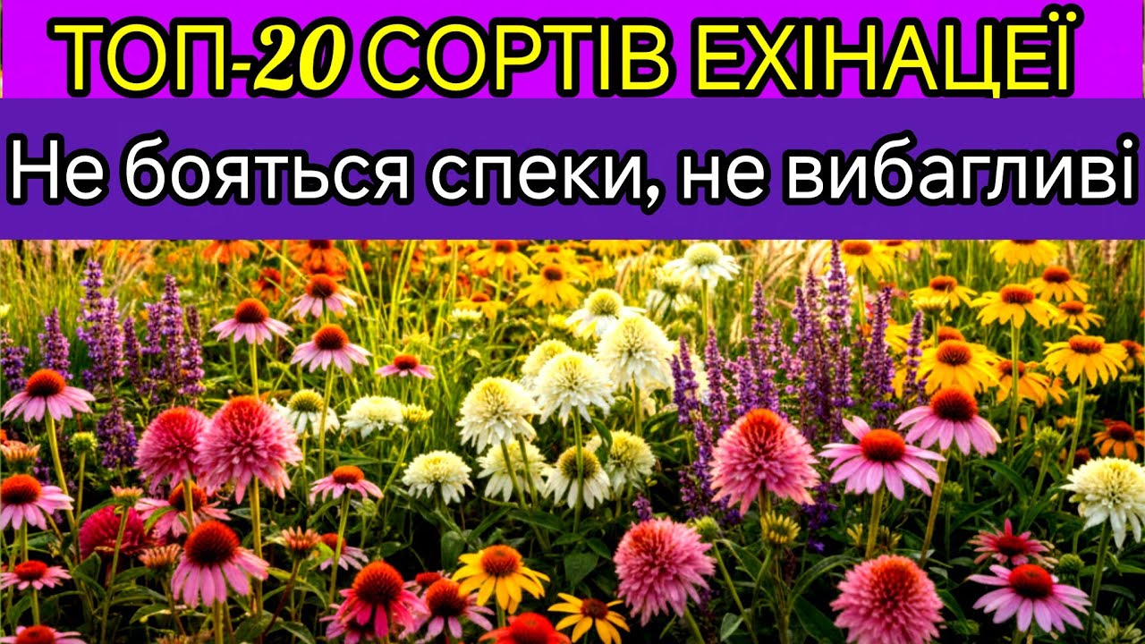 Ехінацея в ландшафтному дизайні: ідеї поєднань та огляд кращих сортів.