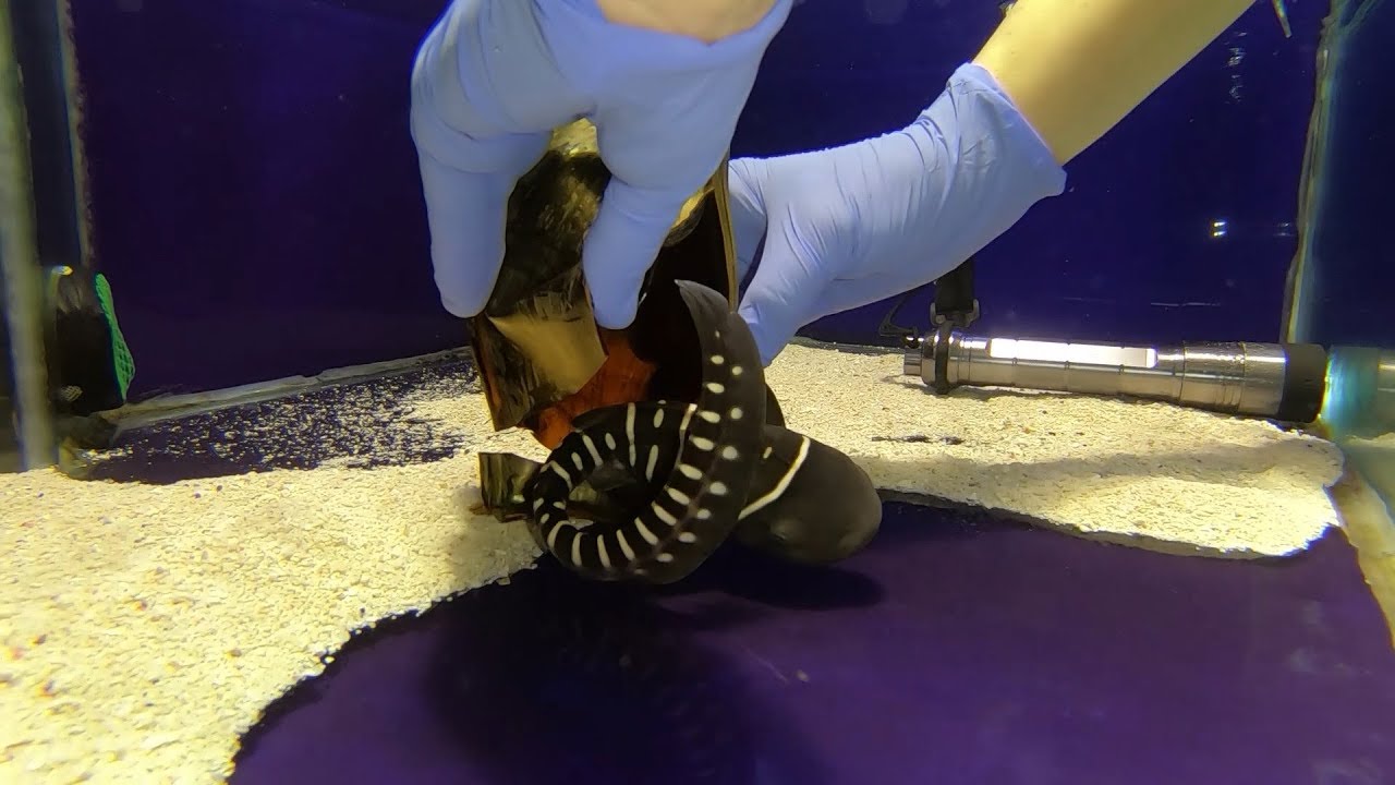 Zebra Shark Pups