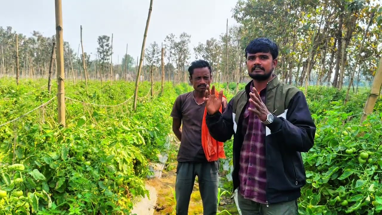 Tamatar Ki Zabardast Kheti 🍅 | Kam Kharch Me Zyada Munafa | Tech Agri