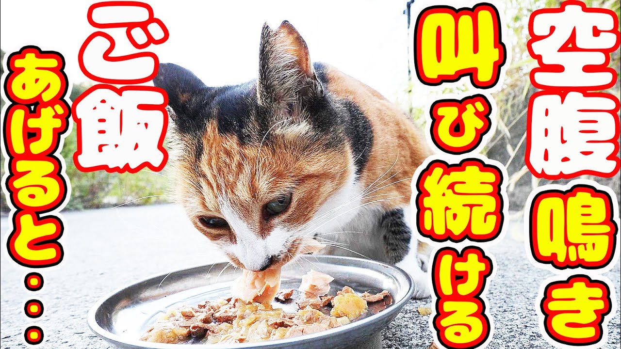空腹で鳴き叫び続ける猫にご飯をあげると・・・ さくらねこたちへの給餌