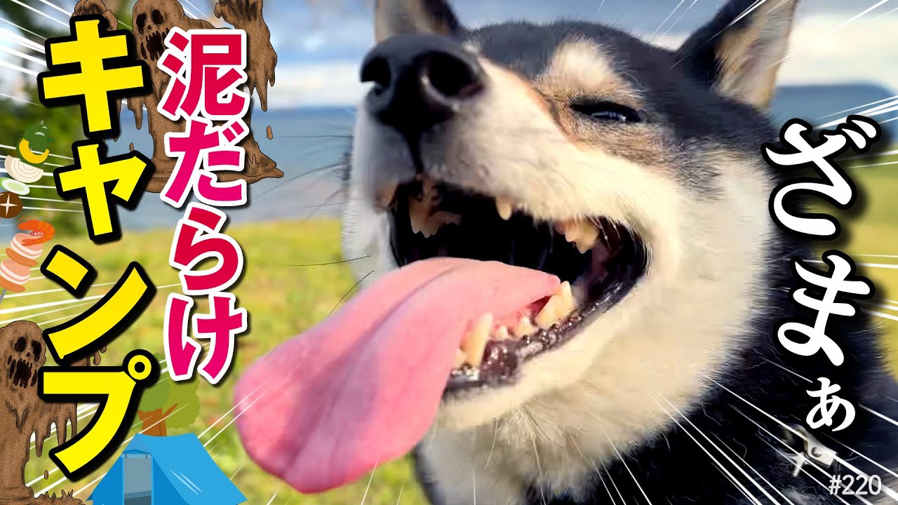 換毛期の柴犬と泥だらけになりながらキャンプした