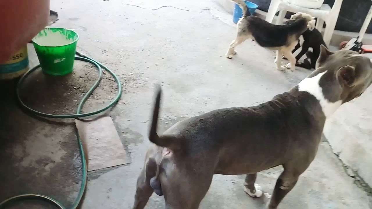 Pitbull blue 11 meses