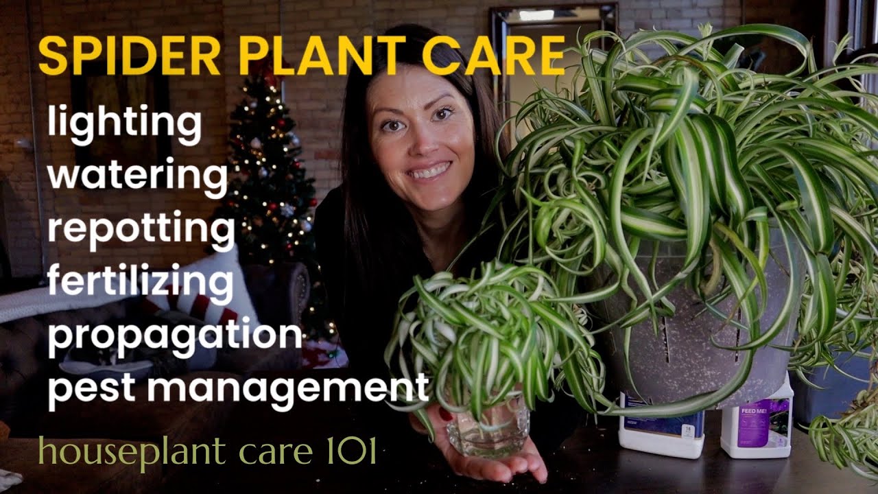 COMPLETE Spider Plant Care - Watering, Lighting, Repotting, Propagation  & More -Houseplant Care 101