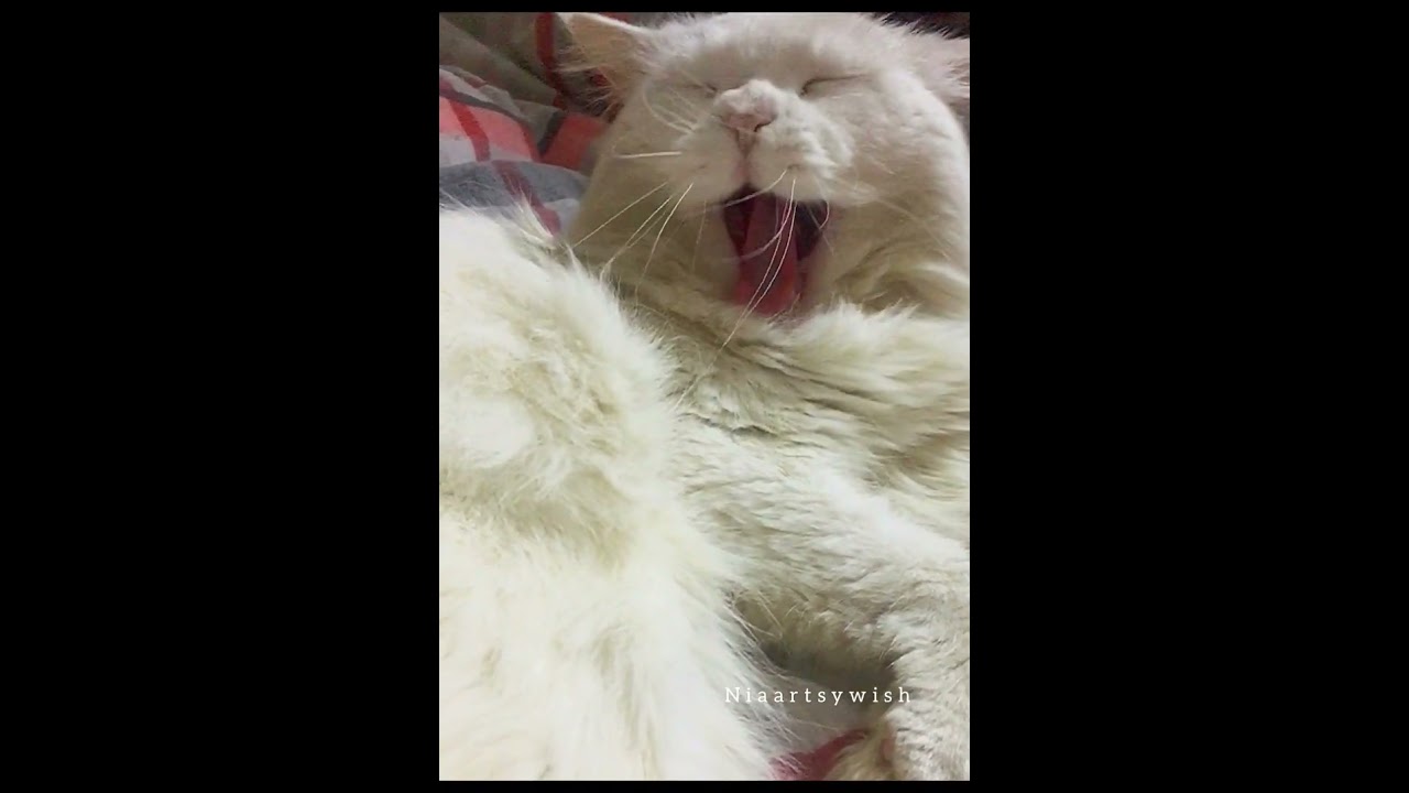 practice for my new album😹 