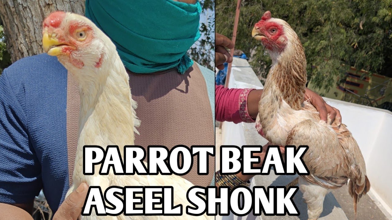 Parrot Beak Aseel Top Quality Shonk PUNJAB