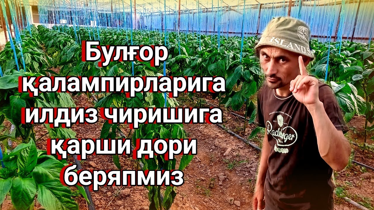 Булғор қалампирларига илдиз чиришига қарши дори беряпмиз
