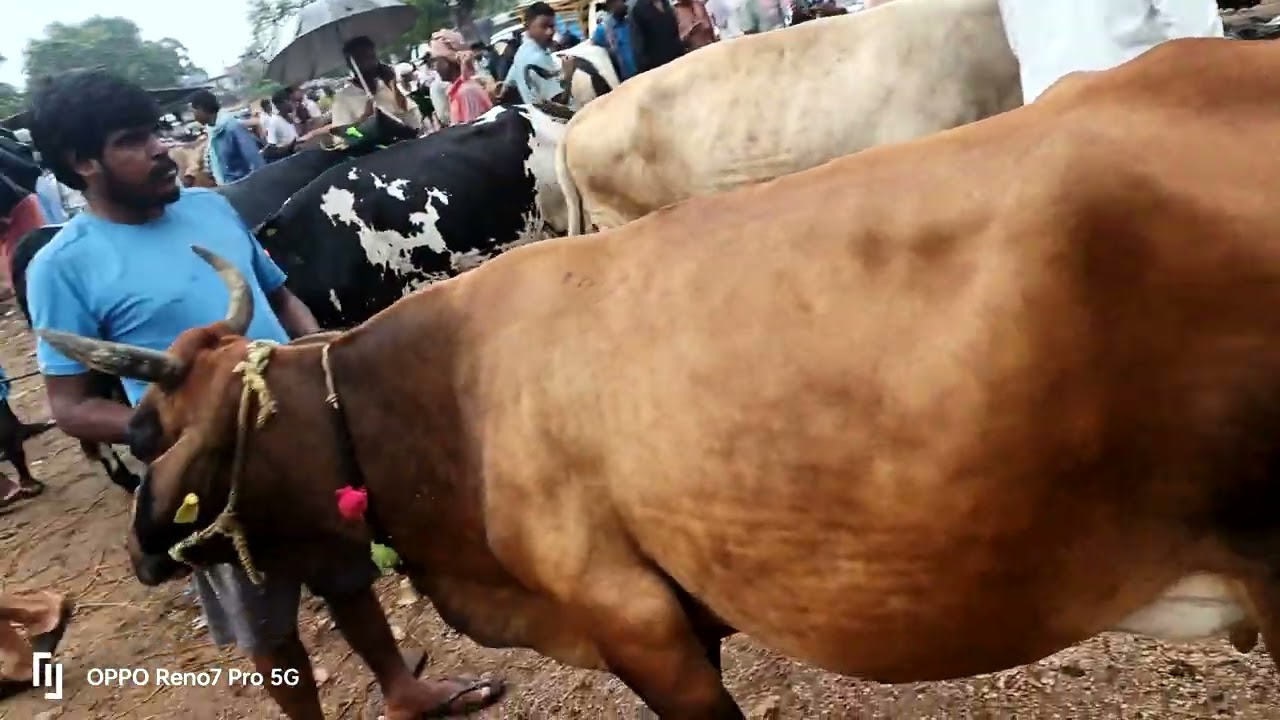 Almanda cow market ❤️❤️❤️