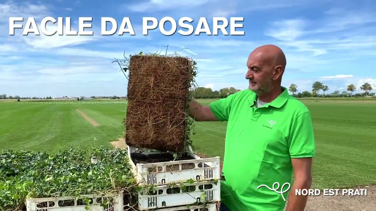 Edera tappezzante in zolla: come si posa | Nord Est Prati