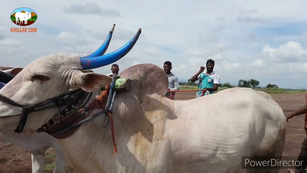 khillar cow राजाचा  पहिला फेरा / khillar cow