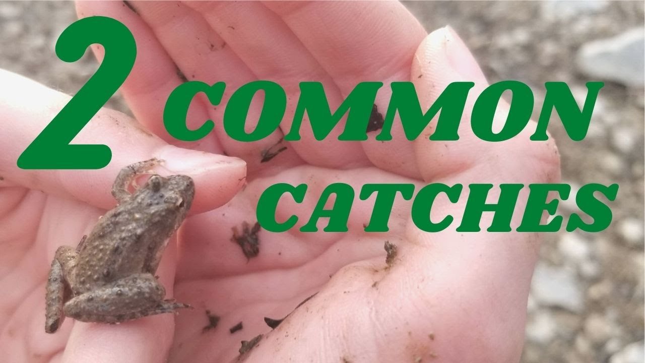 Two Common Catches   The Green Frog and the Cricket Frog