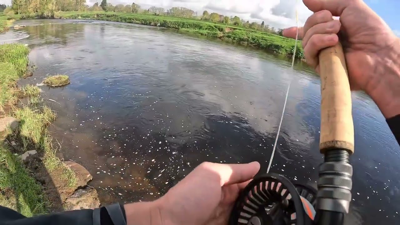 Big spring salmon on fly - Coupar grange fishings.