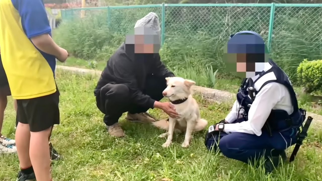 【迷子犬】発見から保護までの一部始終！まさかの結末…😭