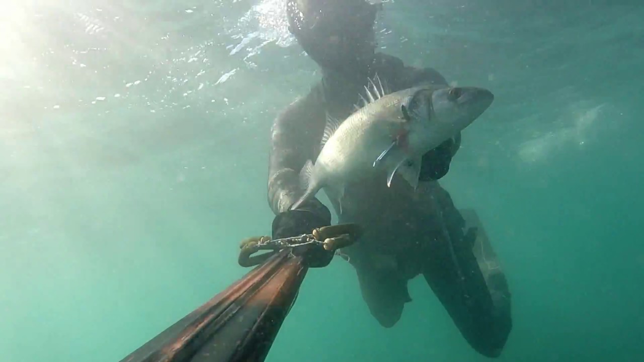 Pescasub: Spigole e cefali nel bassofondo - parte 1