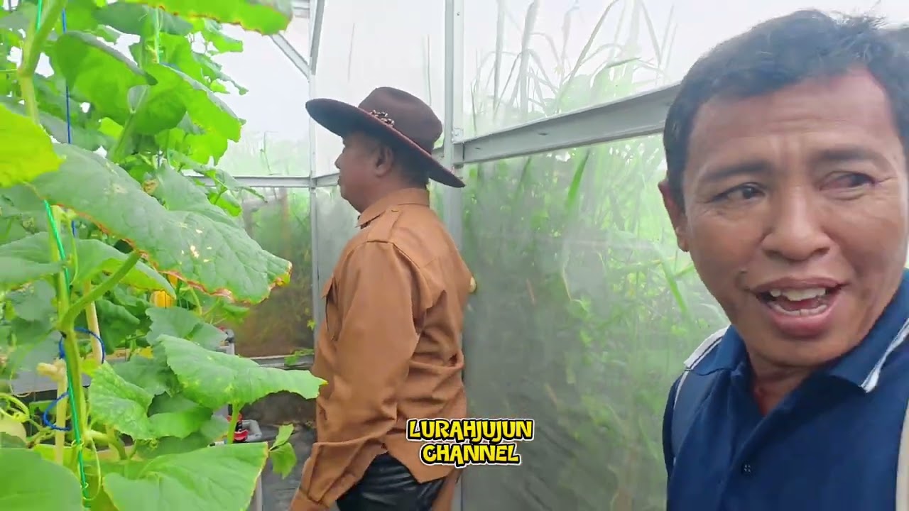KDM KASIH JEMPOL.. LURAH JUJUN PANEN MELON IMPORT.. KIE PISAN 