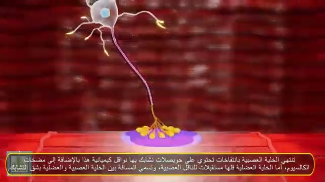 الوصلة العصبية -العضلية - الجهاز العصبي