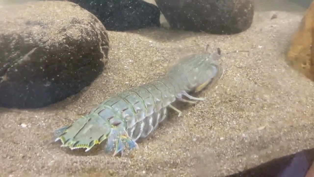 シャコの生きている姿